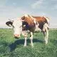 dairy