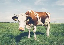 dairy